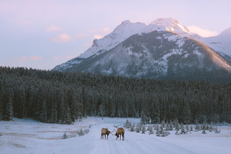 Banff : Randonnée hivernale en pleine nature avec suivi de la faune - 2 heures