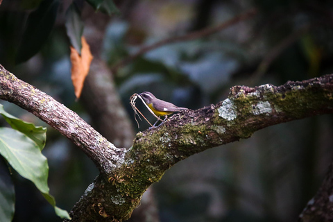 Vogelbeobachtung in Medellin mit einem erfahrenen Vogelbeobachter (Privat)