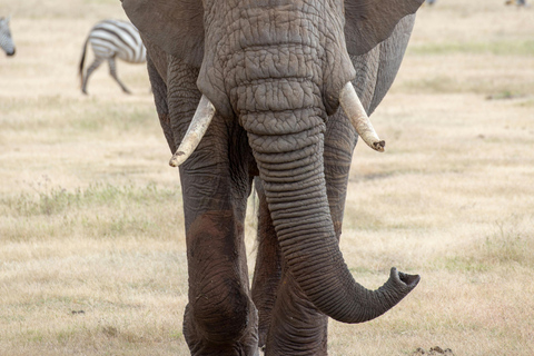 Tanzania: tour di 7 giorni della fauna selvatica e della romantica isola di Zanzibar