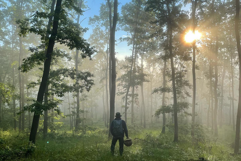 Sofia: Culinary Adventure To The Fungi And Botanical Kingdom