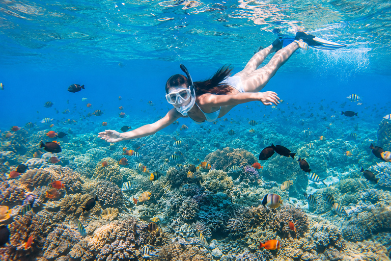 Labuan Bajo: Komodo Full Day Tour & Snorkeling with All Fees