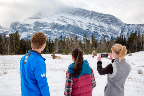 Banff: Wildlife and Sightseeing Minibus Tour Winter Tour