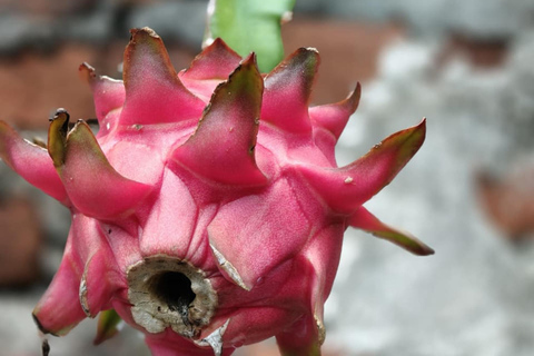 Yogyakarta: Kulon Progo Village Cycling Tour with Snacks