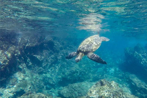 Salalah: Ontdek het snorkelparadijs van Mirbat met een rondleiding
