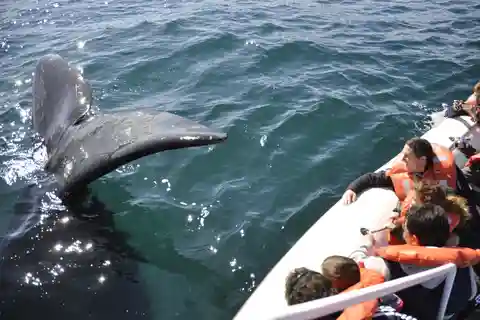 Schiereiland Valdes + Walvissen kijken - Puerto Madryn, Patagonië