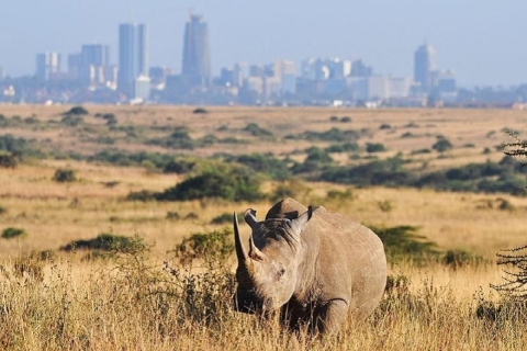 Nairobi national park and elephant orphanage