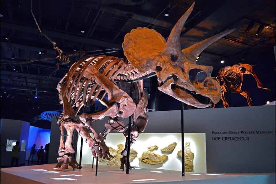 Houston: Eintritt ins Museum of Natural Science & digitale Tour. Foto: GetYourGuide