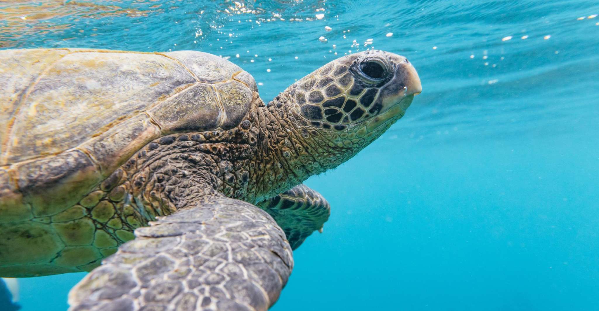 South Maui, Molokini and Turtle Town Snorkeling Tour - Housity