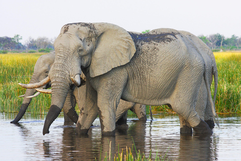 GAME DRIVE AND WHITE RHINO WALKING SAFARI IN LIVINGSTONE