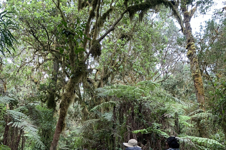 Kilimandscharo-Tagestour