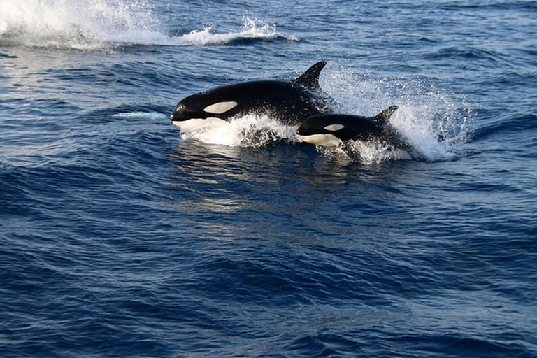 Dolphins Watching with Beach Day in Tarifa from Seville