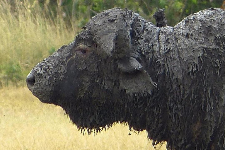 Nairobi: Ol Pejeta Conservancy Day Trip with Game Drives