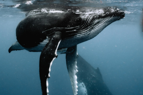 Moorea Shared Boat Tour Whale Swimming and Snorkeling Moorea 4H Shared Boat Tour Whale Swimming and Snorkeling