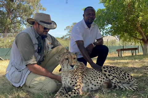 Le Cap : approche des guépards, rencontre avec les girafes et visite des vignobles