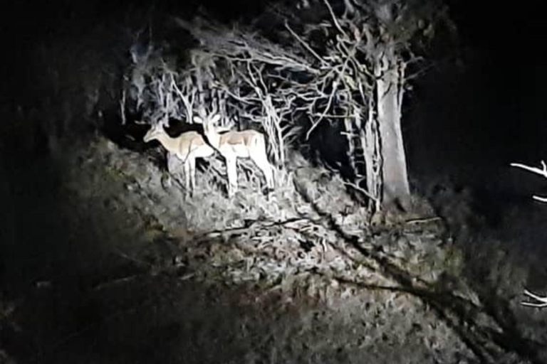 Cataratas Victoria : Safari nocturno en 4x4 por las Cataratas VicSafari Privado Nocturno 4x4