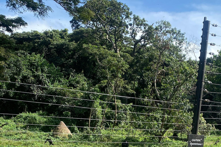 Ngamba Island Chimpanzee, Entebbe and Victoria Tour