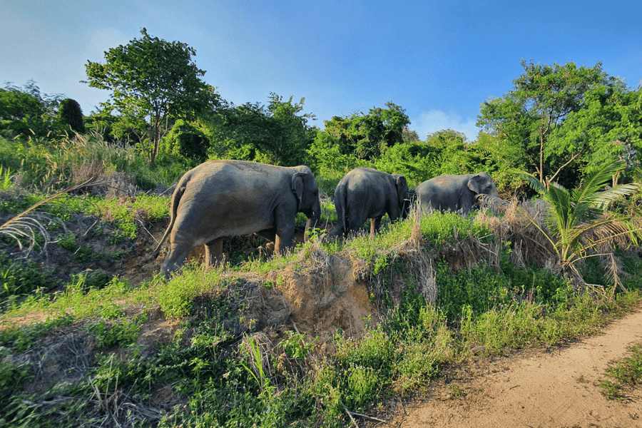 Von Bangkok aus: Tagestour zum Living Green Elephant Sanctuary. Foto: GetYourGuide