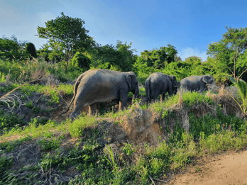 Da Bangkok: Escursione di un giorno al Santuario degli Elefanti Living Green