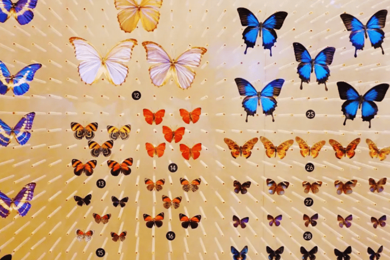 Shanghai : Entrée au musée d&#039;histoire naturelle