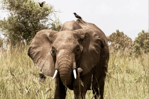 Uganda: 5-Day Safari with Queen Elizabeth & Lake Mburo