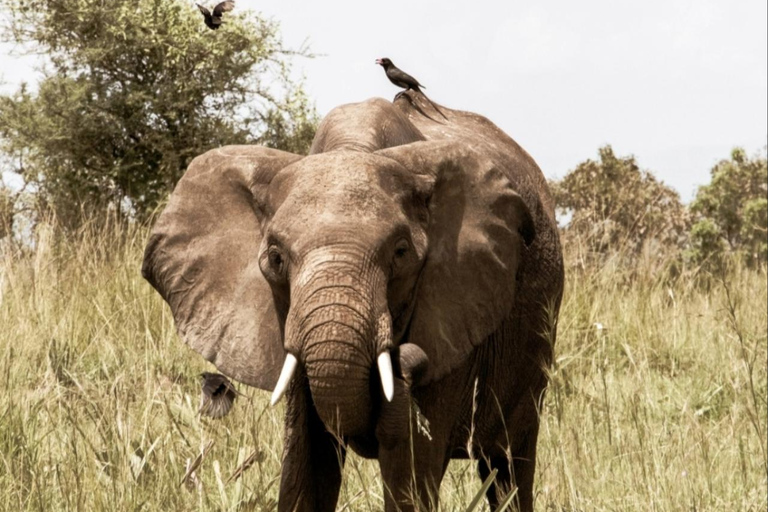 Uganda: 5-Day Safari with Queen Elizabeth & Lake Mburo