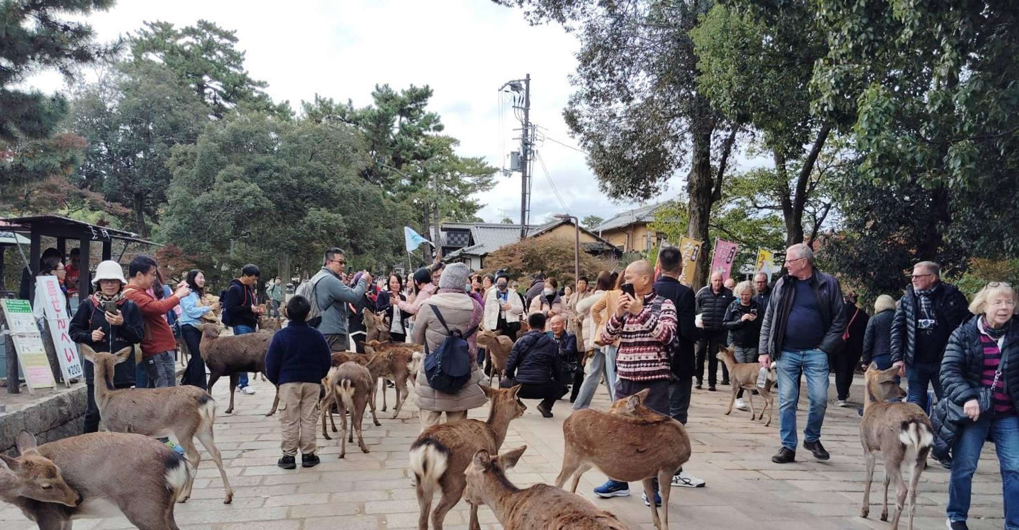 From Osaka/Kyoto: Kinkakuji, Arashiyama, FushimiInari, Nara photo 6