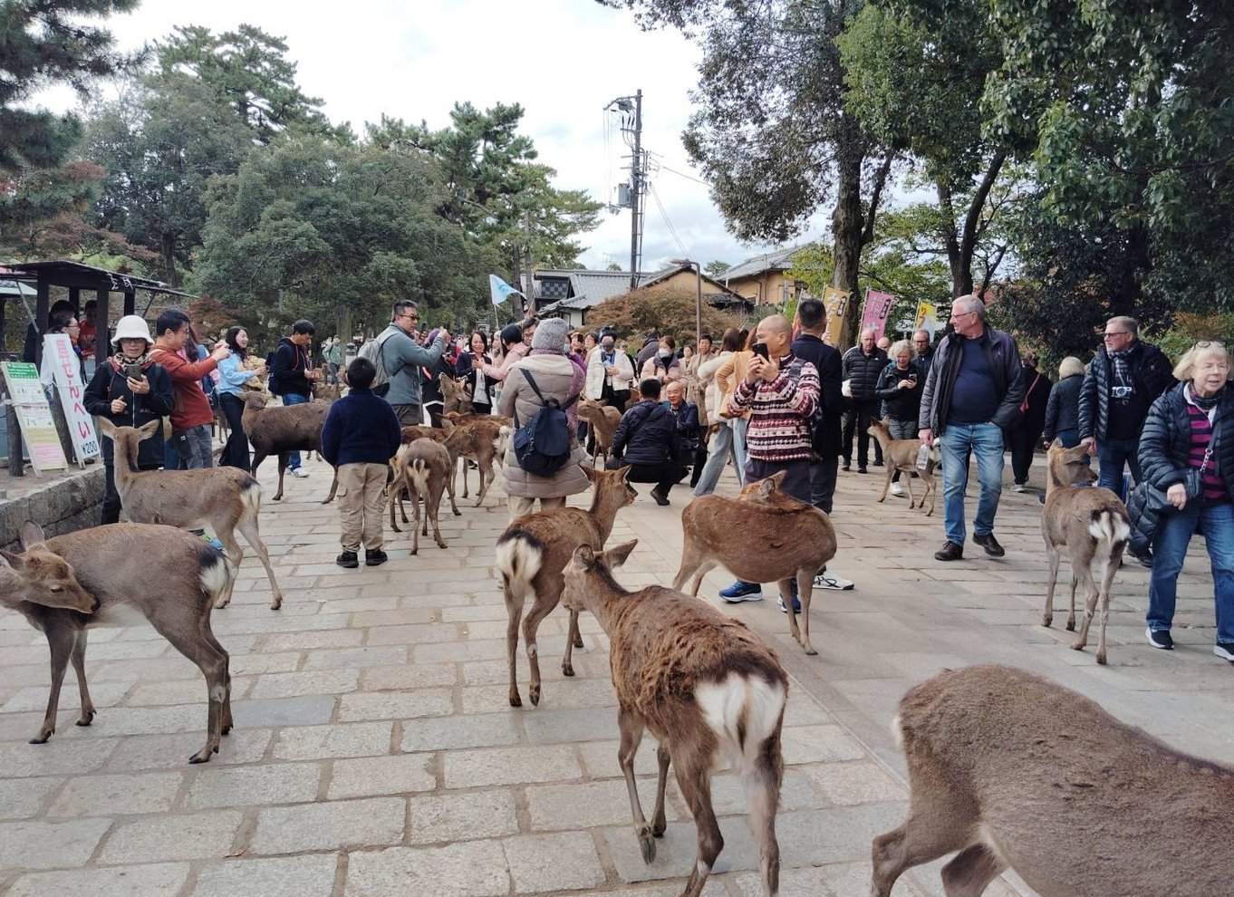 Fra Osaka/Kyoto: Kyoto og Nara 1-dags guidet tur