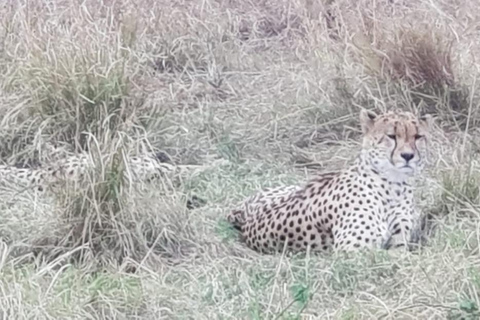 Det bästa av nationalparkerna Masai Mara och Lake Nakuru