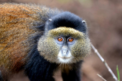 Kigali: Golden Monkey Trekking und Transfer zu den Vulkanen ...