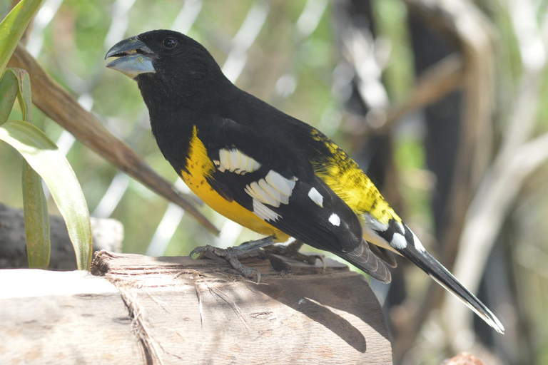 Cusco: Hummingbird Sanctuary Tour — 30+ Bird Species with transfers
