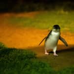 Phillip Island: tour di 1 giorno pinguini e fauna selvatica