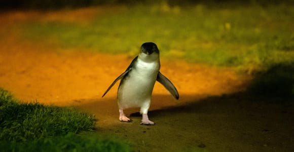 Melbourne: Phillip Island Penguin Parade & Koala Highlights