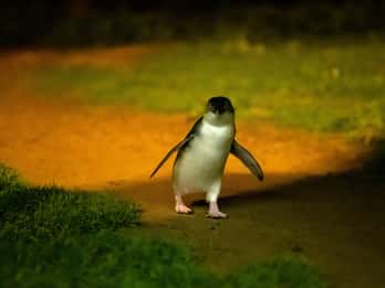 Phillip Island: Penguins and Wildlife Full-Day Tour