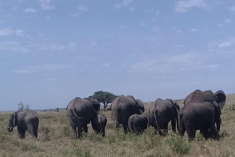 Mt Kenya: Half-day hiking and wildlife viewing