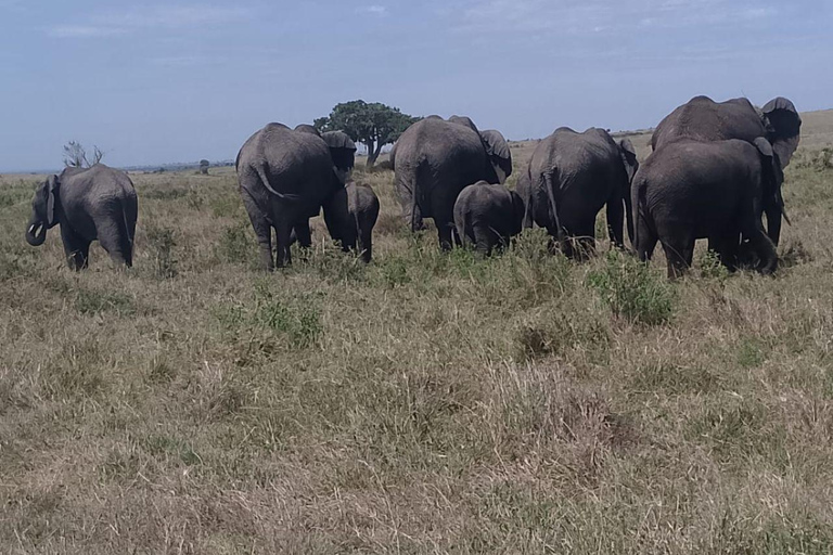 Mt Kenya: Half-day hiking and wildlife viewing