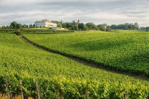 EXPERIENCIA DEL VINO Y DOZZA - Tour privado de un día desde Bolonia