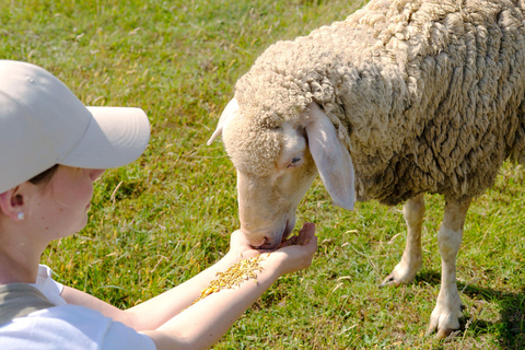 From Seoul: Wonju Nature Day Trip, Ginkgo Tree & Cable Car A. [Spring] Sogeumsan Cable Car & Cherry Blossom Tunnel Tour