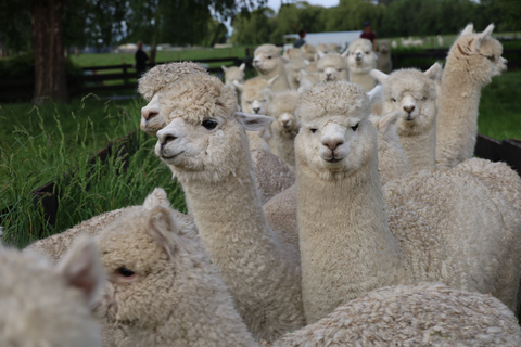 From Christchurch: Alpaca Farm Tour with Feeding and Guide