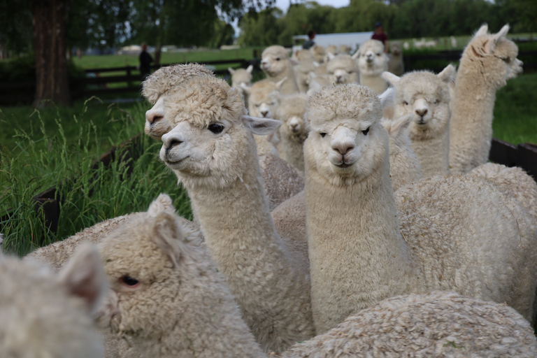 From Christchurch: Alpaca Farm Tour with Feeding and Guide