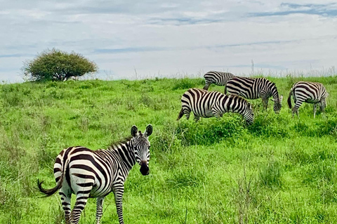 Tagestour zum Giraffenzentrum, Elefantenbaby und Nairobi Park