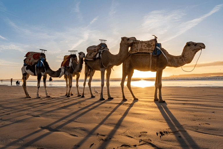 Small-Group Day Trip from Marrakech to Essaouira Mogador Shared From Marrakech To Essaouira Mogador Full-Day Trip