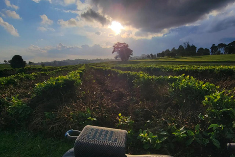 Nairobi: Tea Farm Photography Tour with Tasting