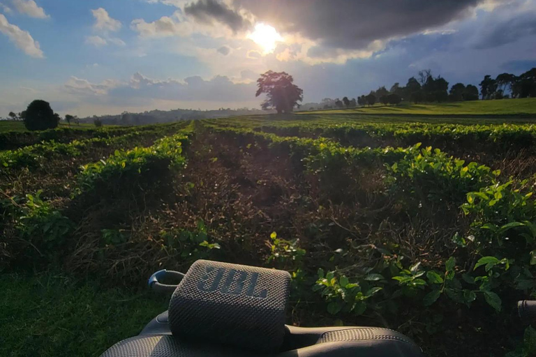 Nairobi: Tea Farm Photography Tour with Tasting