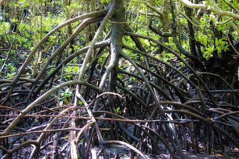 Zanzibar : Jozani Forest and Stone Town Tour Zanzibar: Jozani Forest and Stone Town Tour