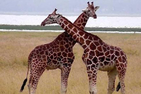 Nairobi: Lake Nakuru National Park Day Trip Safari