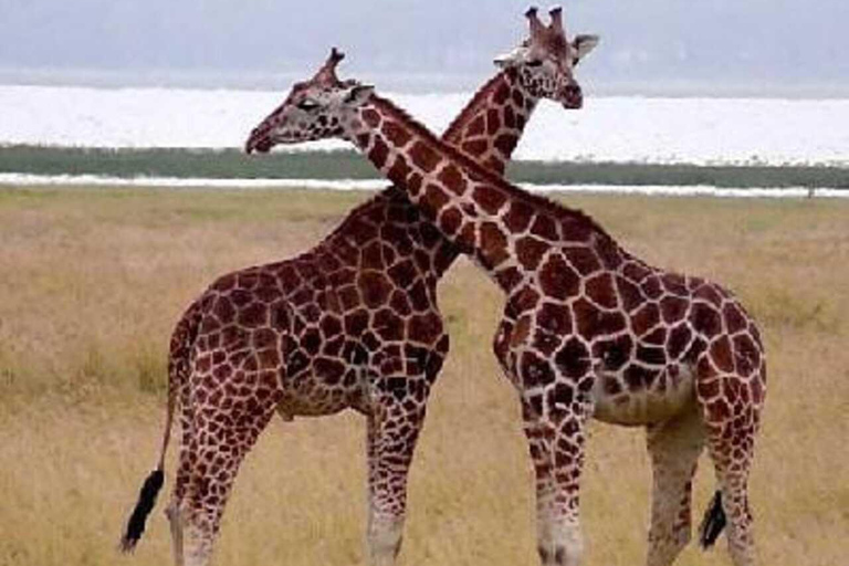 Nairobi: Lake Nakuru National Park Day Trip Safari