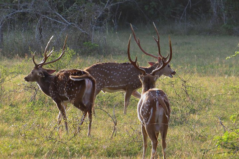 Anuradhapura: Wilpattu Safari, Kalu Diya Pokuna & Mihintale Stranded Budget Package
