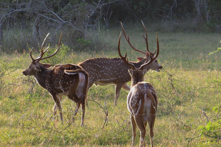 Anuradhapura: Wilpattu Safari, Kalu Diya Pokuna & Mihintale Stranded Budget Package