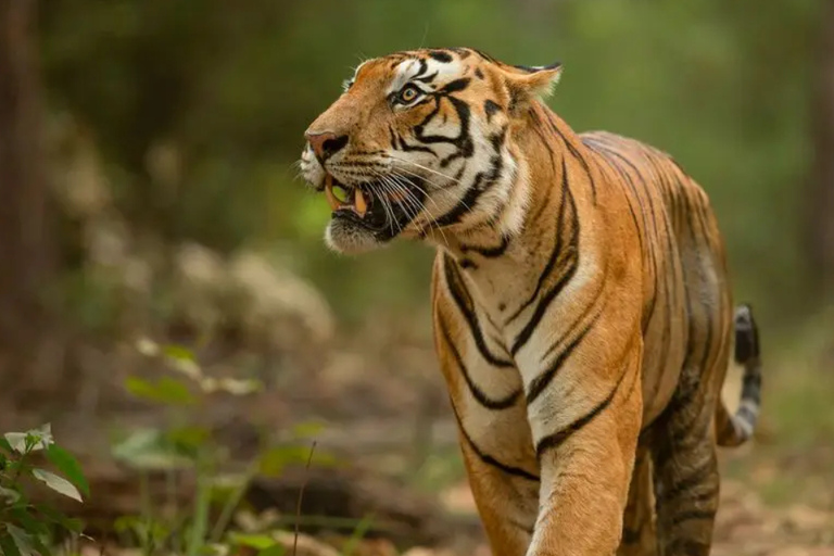 Excursion privée d'une journée avec safari de tigres au départ de Jaipur, tout compris