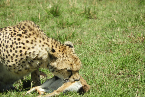 Private Nairobi National Park Drive in 4*4 landcruiser